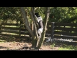 Dog Climbing 1697